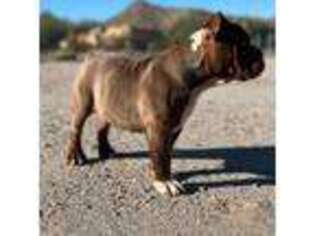 Olde English Bulldogge Puppy for sale in Goodyear, AZ, USA