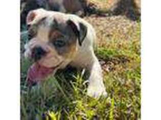 Bulldog Puppy for sale in Yorktown, VA, USA