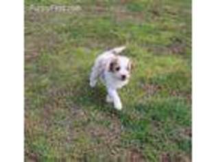 Goldendoodle Puppy for sale in Marshall, AR, USA