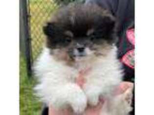 Pomeranian Puppy for sale in Bonners Ferry, ID, USA