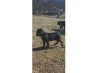 Cane Corso Puppy for sale in Maysville, WV, USA