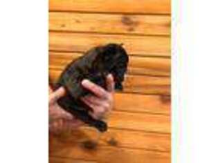 French Bulldog Puppy for sale in Polson, MT, USA