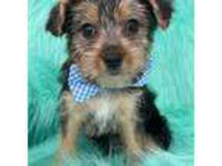 Yorkshire Terrier Puppy for sale in Sulligent, AL, USA