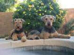 Airedale Terrier Puppy for sale in Gilbert, AZ, USA