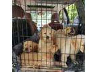 Golden Retriever Puppy for sale in Monson, MA, USA