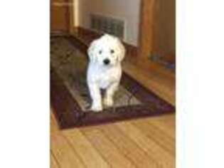 Labradoodle Puppy for sale in Muscatine, IA, USA