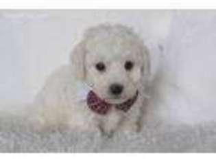 Bichon Frise Puppy for sale in Center Ridge, AR, USA