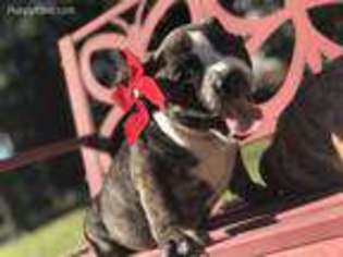 Mutt Puppy for sale in Beeville, TX, USA