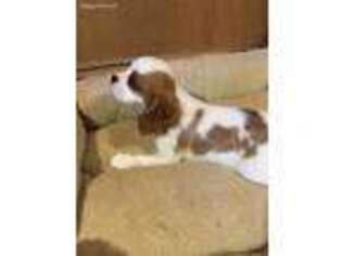 Cavalier King Charles Spaniel Puppy for sale in Scottsville, VA, USA