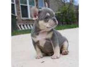 French Bulldog Puppy for sale in Galveston, TX, USA
