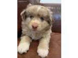 Miniature Australian Shepherd Puppy for sale in Henderson, NV, USA