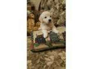 Mutt Puppy for sale in Trenton, TN, USA