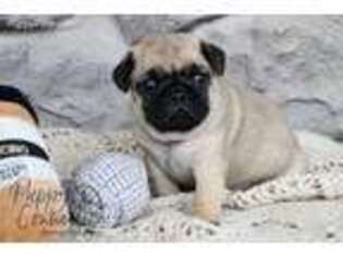 Pug Puppy for sale in Topeka, IN, USA