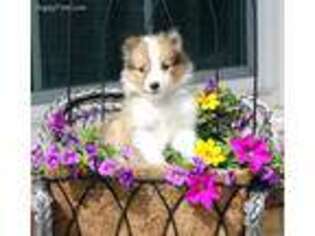 Shetland Sheepdog Puppy for sale in Rochester, NY, USA