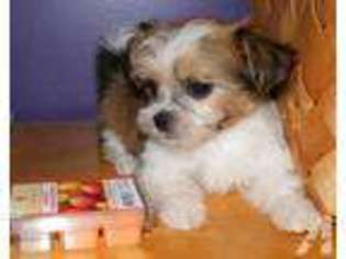 Mi-Ki Puppy for sale in KENLY, NC, USA