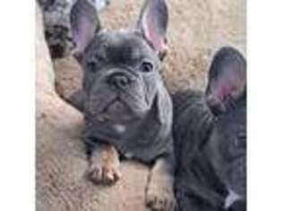 French Bulldog Puppy for sale in Clayton, CA, USA