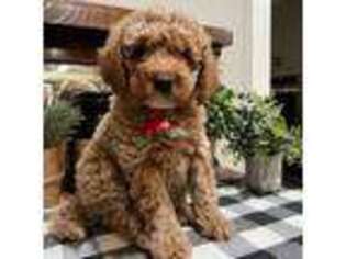 Mutt Puppy for sale in Harpers Ferry, WV, USA