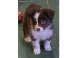 Australian Shepherd Puppy for sale in Dunnellon, FL, USA