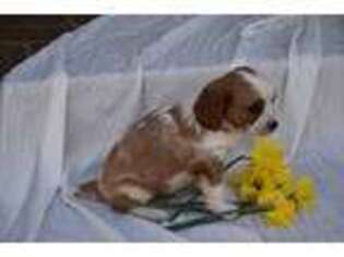 Cavachon Puppy for sale in Callaway, VA, USA