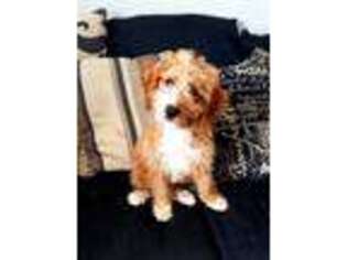 Goldendoodle Puppy for sale in Killdeer, ND, USA