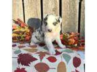 Australian Shepherd Puppy for sale in Omaha, NE, USA