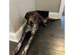 German Shorthaired Pointer Puppy for sale in Fort Wayne, IN, USA