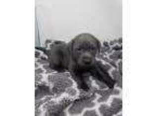 Labrador Retriever Puppy for sale in Central City, PA, USA