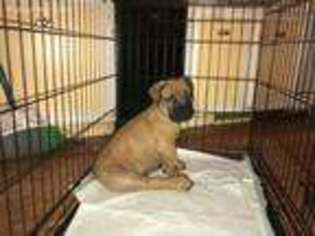 Boerboel Puppy for sale in Jackson, MI, USA