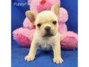 Bulldog Puppy for sale in Marionville, MO, USA