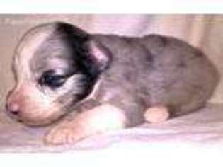 Miniature Australian Shepherd Puppy for sale in Shelby, NC, USA