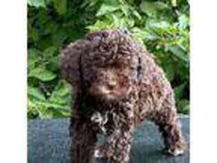 Lagotto Romagnolo Puppy for sale in Fayetteville, NC, USA