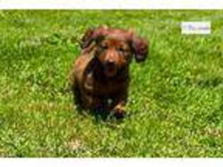 Dachshund Puppy for sale in Joplin, MO, USA