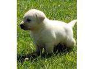 Labrador Retriever Puppy for sale in Marion, IL, USA
