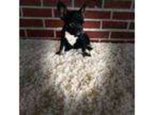 French Bulldog Puppy for sale in Brewton, AL, USA
