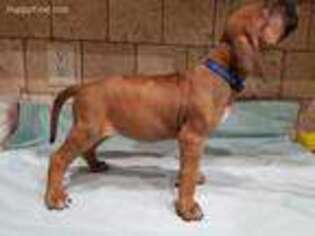 Rhodesian Ridgeback Puppy for sale in Meridian, ID, USA