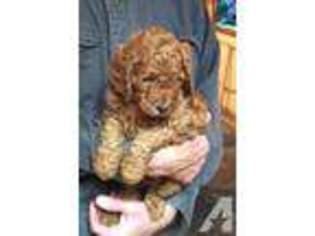Mutt Puppy for sale in CARSON CITY, NV, USA