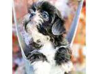 Mutt Puppy for sale in Redding, CA, USA