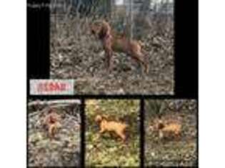 Vizsla Puppy for sale in Papillion, NE, USA