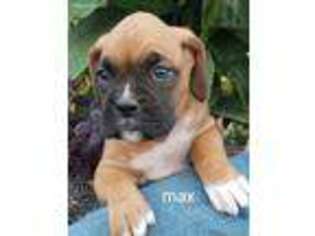 Boxer Puppy for sale in Port Royal, PA, USA