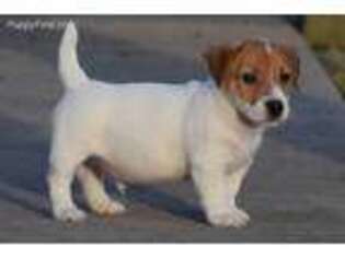 Jack Russell Terrier Puppy for sale in Speedwell, TN, USA