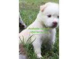 Siberian Husky Puppy for sale in Lake City, FL, USA