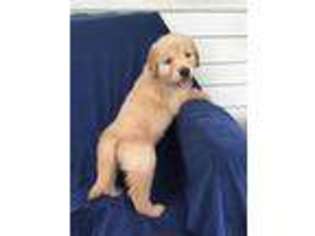 Golden Retriever Puppy for sale in Golden City, MO, USA