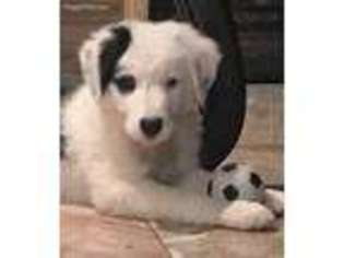 Border Collie Puppy for sale in Friendswood, TX, USA