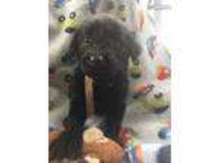 Labradoodle Puppy for sale in Englewood, TN, USA