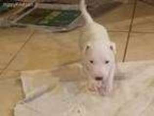 Bull Terrier Puppy for sale in Germanton, NC, USA