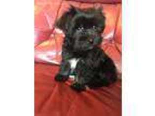Havanese Puppy for sale in Longwood, FL, USA