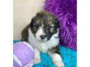 Mutt Puppy for sale in Wallingford, KY, USA