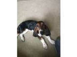 Basset Hound Puppy for sale in Canton, GA, USA
