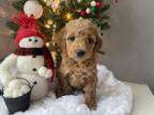 Goldendoodle Puppy for sale in Reese, MI, USA