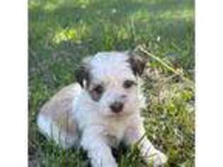 Havanese Puppy for sale in Brainerd, MN, USA